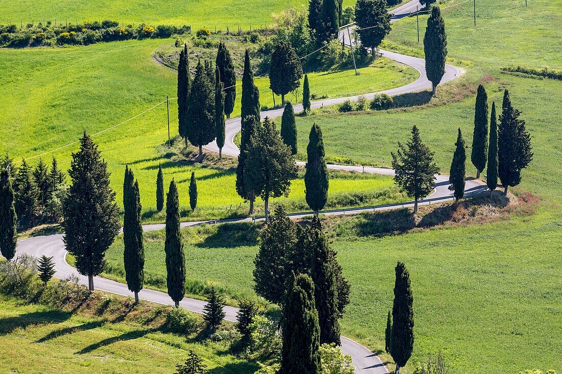 Road with cypresses. Orcia Valley, Siena district, Tuscany, Italy.