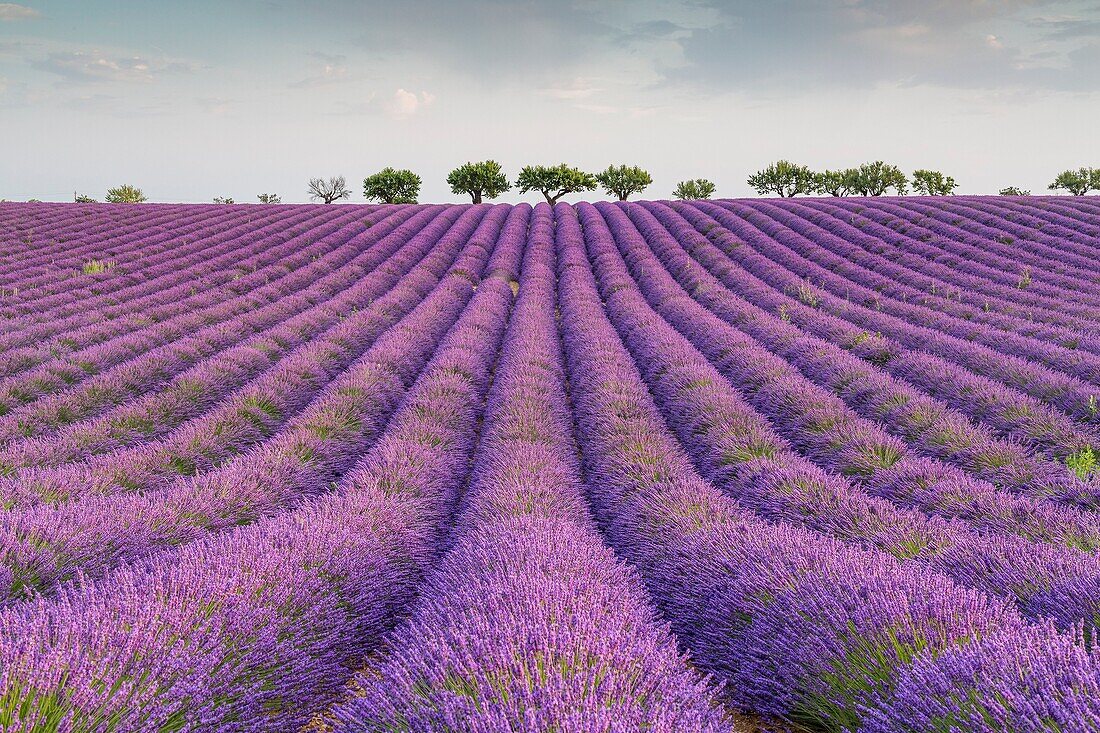 Lavender raws and trees. Plateau de Valensole, Alpes-de-Haute-Provence, Provence-Alpes-Cote d'Azur, France, Europe.