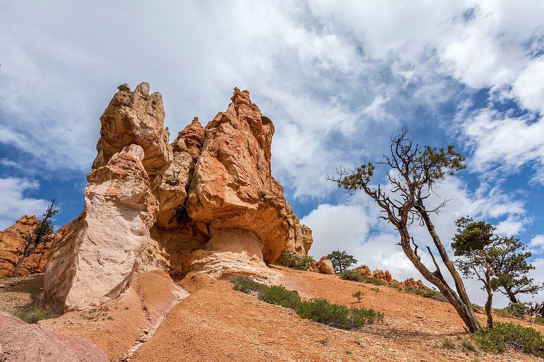 Rock formations along Navajo Loop Trail. Bryce Canyon National Park, Garfield County, Utah, USA.