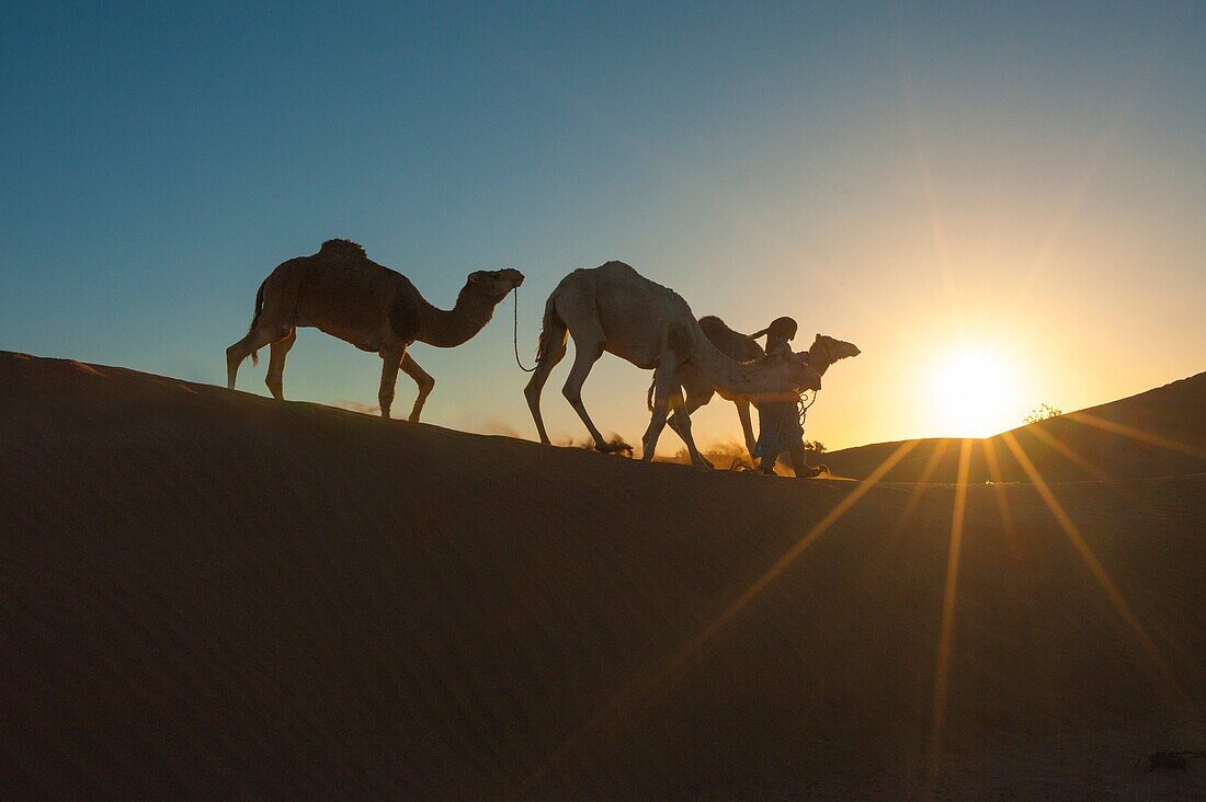 Sahara desert, Morocco. Silhouette on the dunes at sunset.