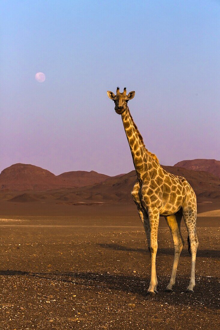 Lonely desert giraffe in Purros desert, Namibia.