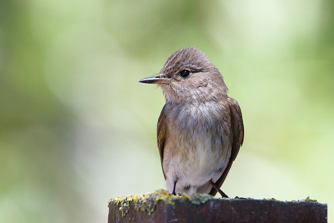 Tuscany, Italy. Spotted flycatcher.