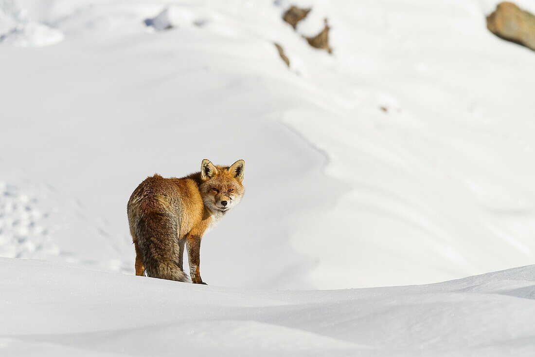 Gran Paradiso National Park, Piedmont, Italy. Red fox.