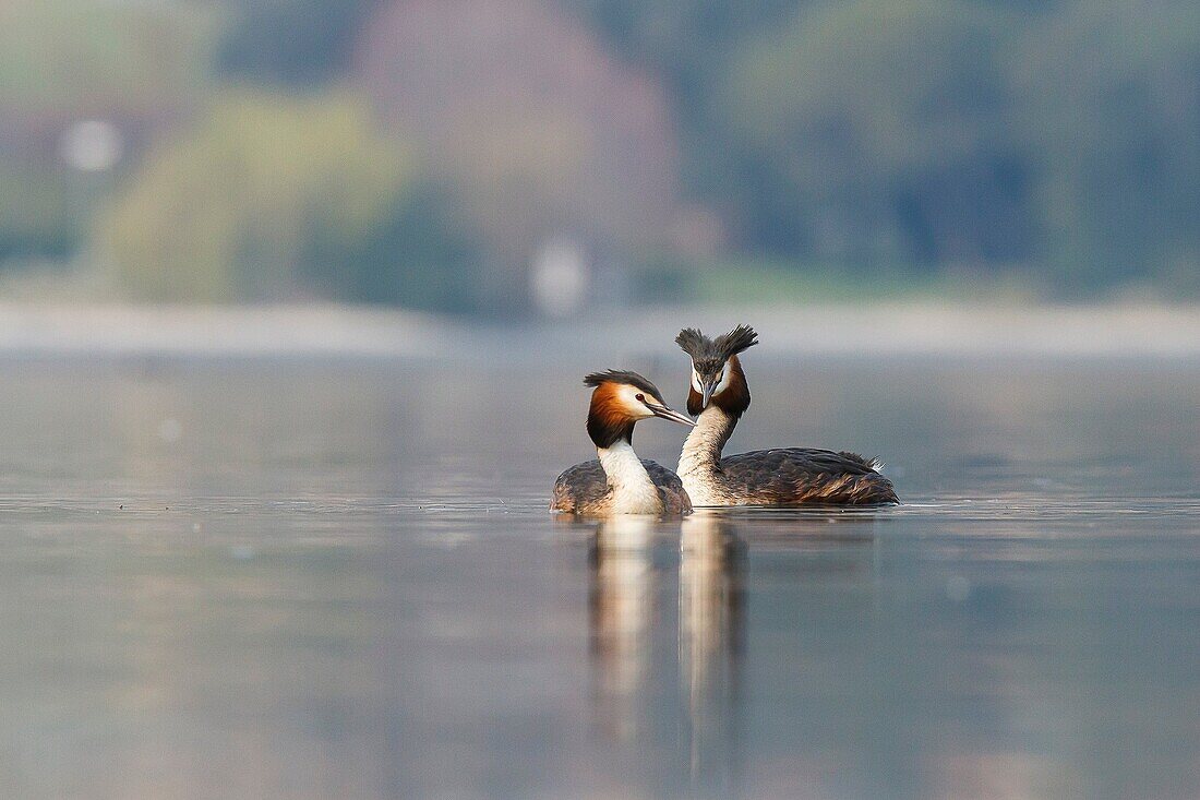 Iseo Lake, Lombardy, Italy. Great crested grebe.
