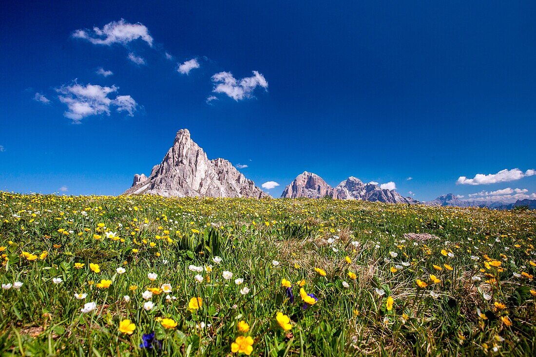 Flower carpet at Giau Pass with the peaks of Gusela and Tofane. Giau Pass, Cortina d'Ampezzo, Veneto Italy Europe.
