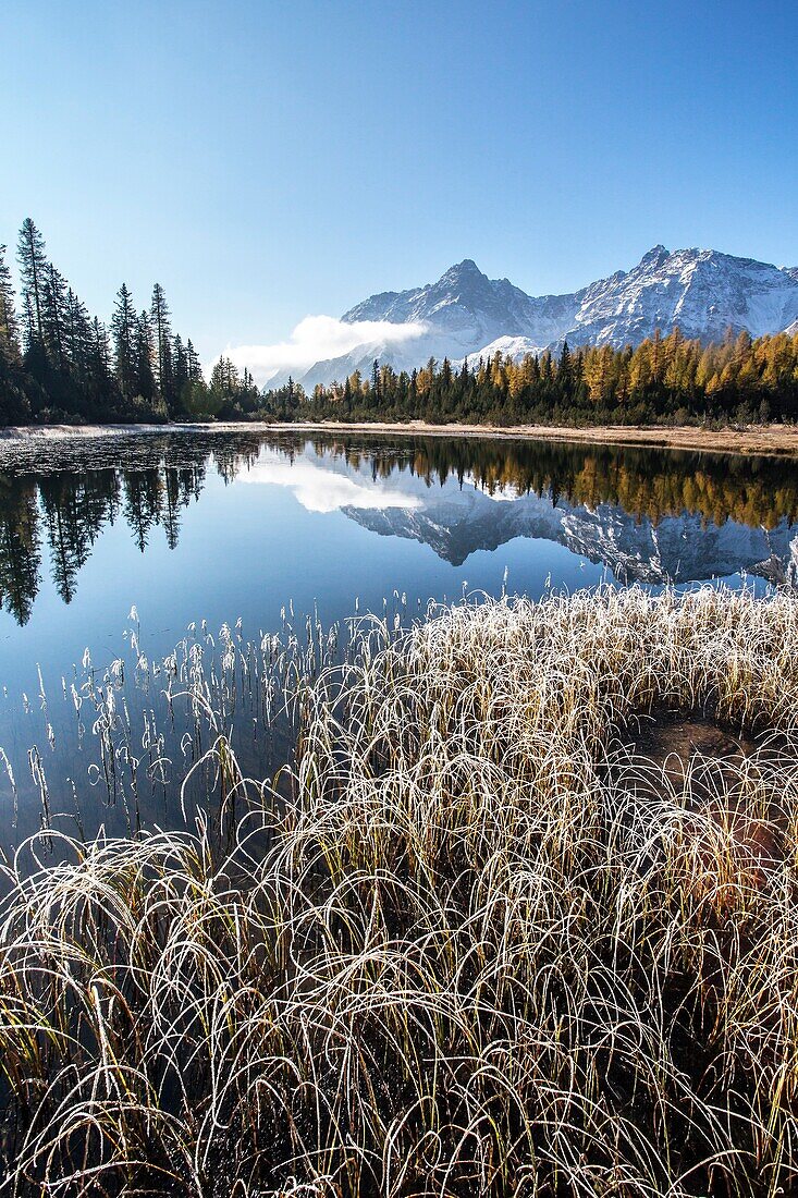 Grass covered in frost on the shores of Entova Lake. Valmalenco, Valtellina, Lombardy, Italy Europe.