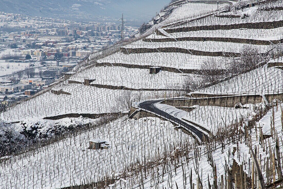 A tortuous street surrounded by the vineyards of Valtellina covered in snow. Valtellina, Lombardy, Italy Europe.