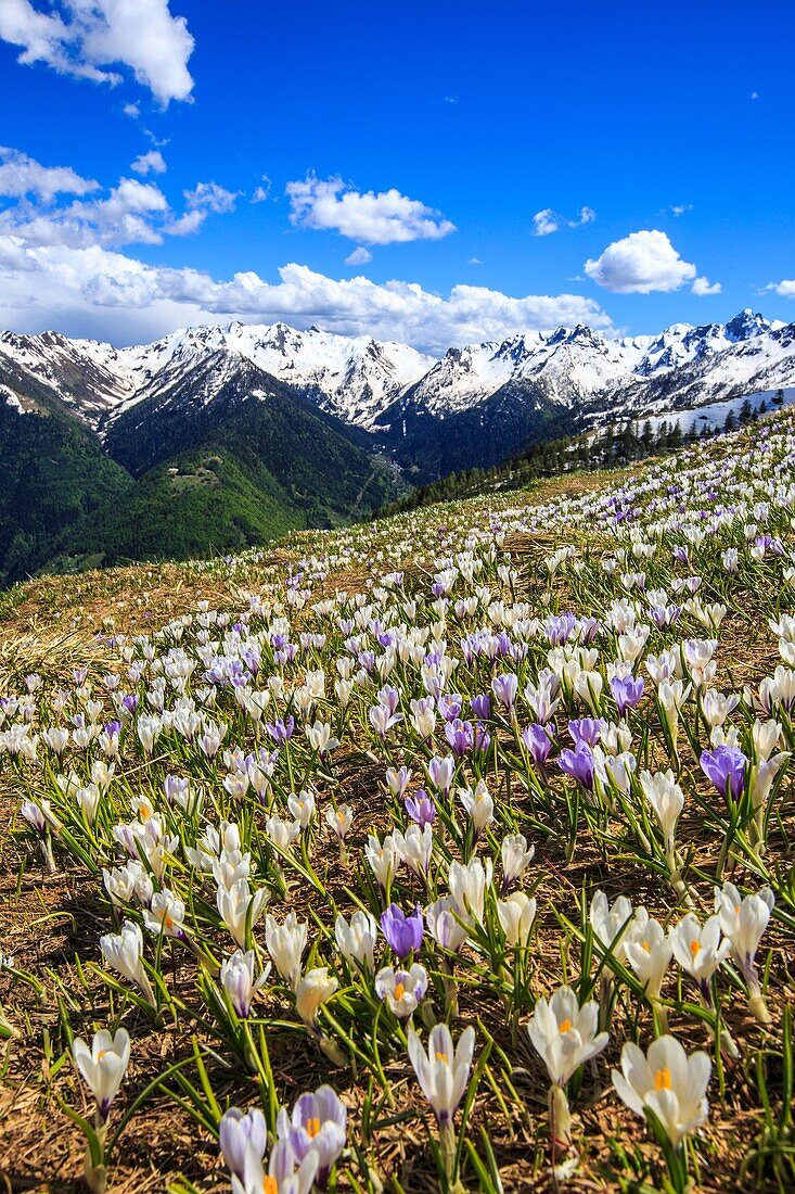 Flowering Crocus with views of the peaks of Valgerola. Valtellina. Lombardy. Italy. Europe.