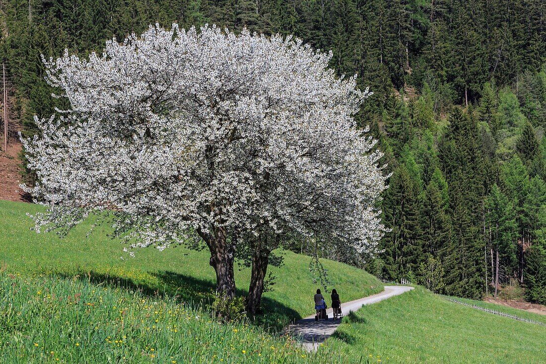 Tourists walk among flowering trees and green meadows. Funes Valley. South Tyrol Dolomites Italy Europe.