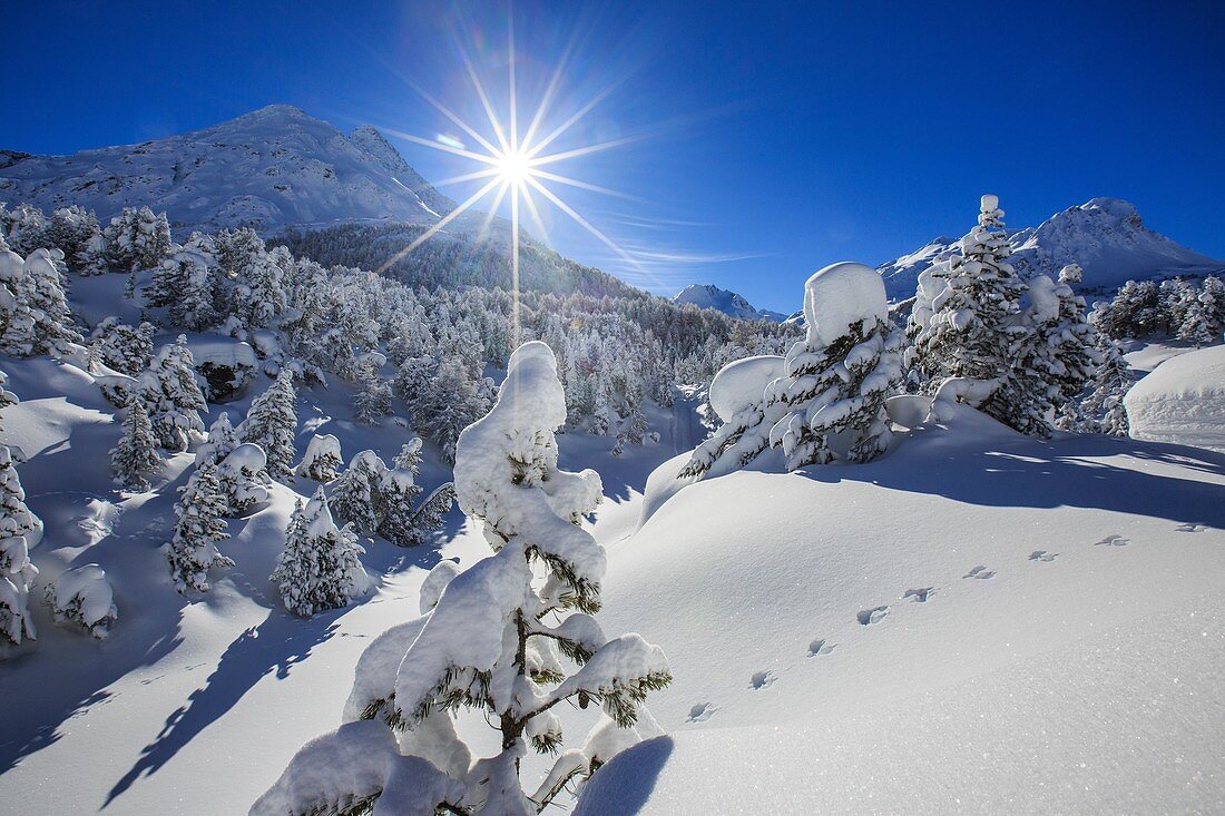 Rays of winter sun illuminate the snowy landscape around Maloja Canton of Graubünden Engadine Switzerland Europe.