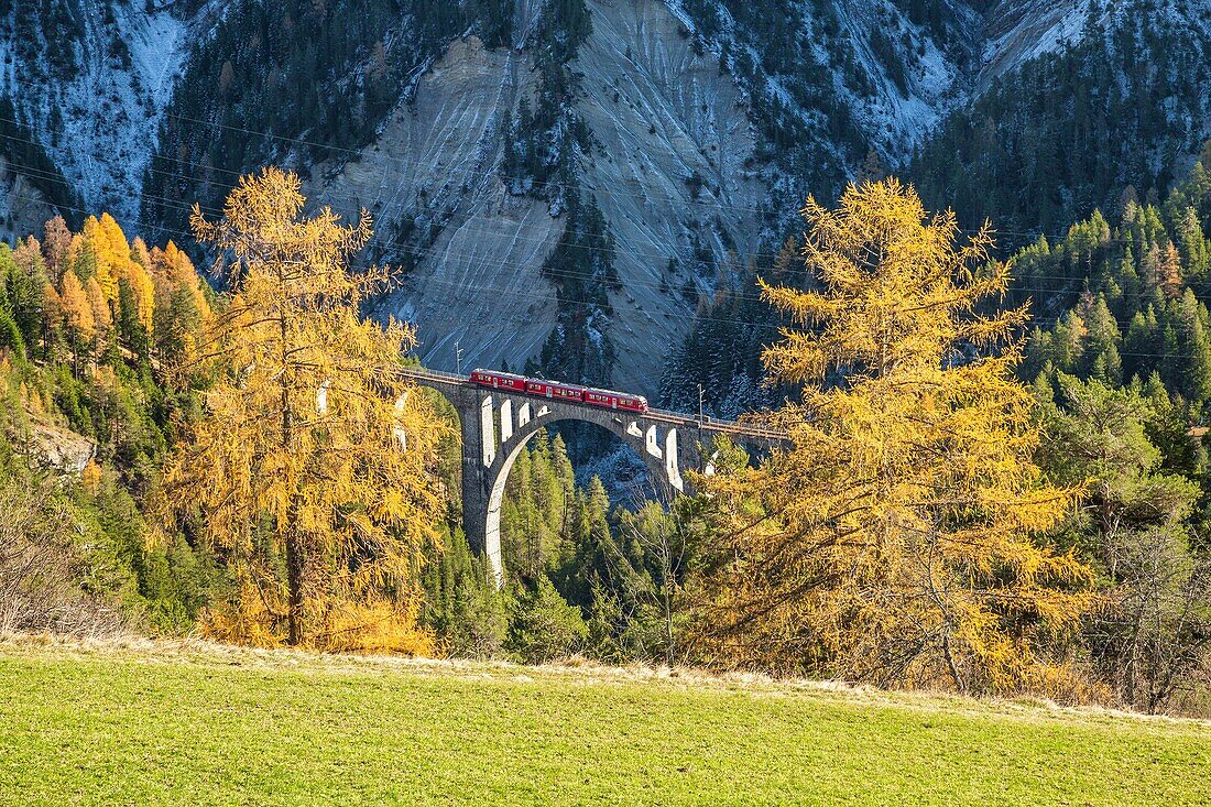 Bernina Express passes through Wiesner Viadukt surrounded by colorful woods Canton of Graubünden Switzerland Europe.