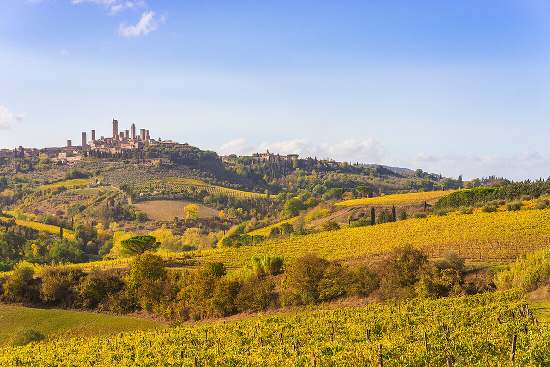 Historic centre of San Gimignano from vineyards in autumn, San Gimignano, Siena province, Tuscany, Italy, Europe