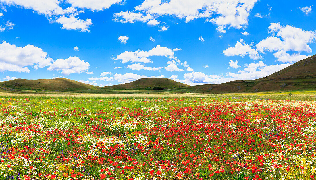 Blooming of poppies in lentil fields of Santo Stefano di Sessanio, Abruzzo, Italy