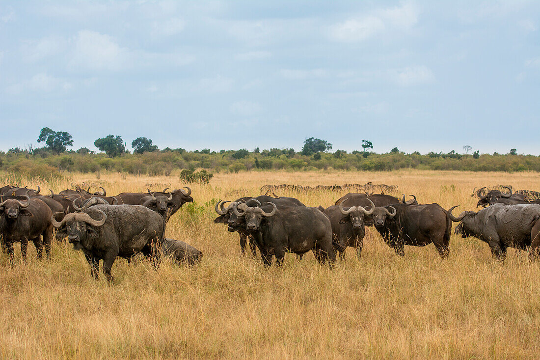 Masai Mara Park, Kenya,Africa