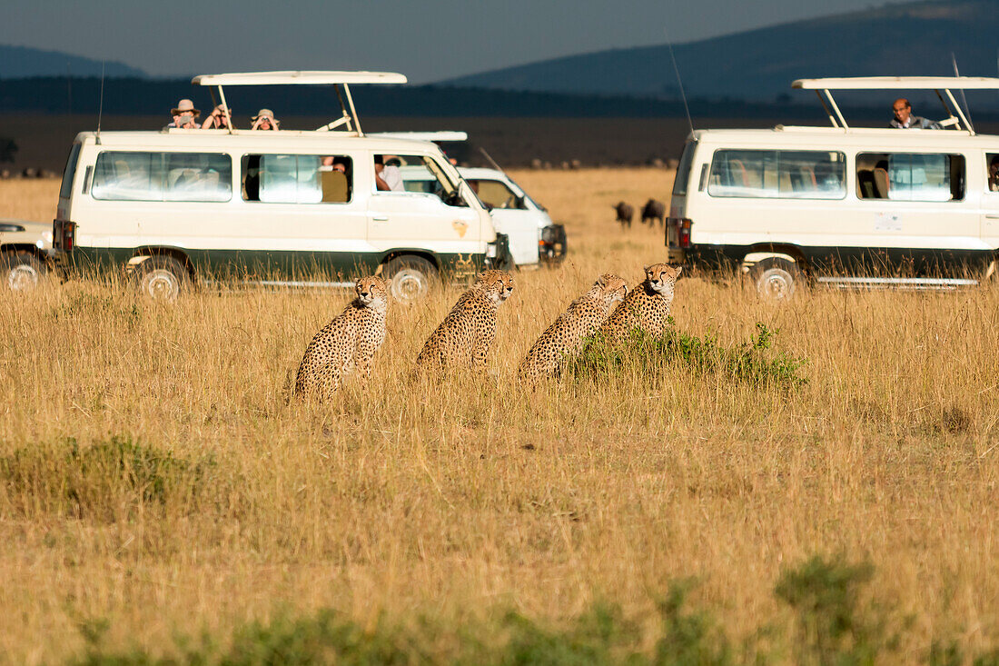 Masai Mara Park, Kenya, Africa, Cheetah