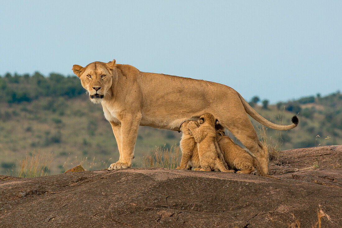 Masai Mara Park, Kenya,Africa,lioness nursing the puppies