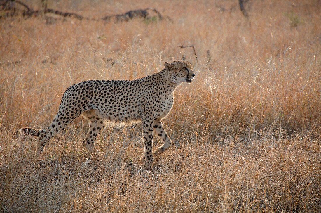 South Africa, Kruger NP, cheetah hunting