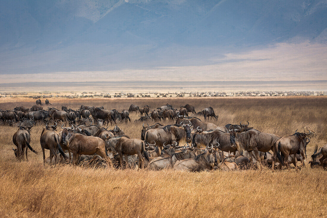 Tanzania, Africa,Ngorongoro Conservation Area