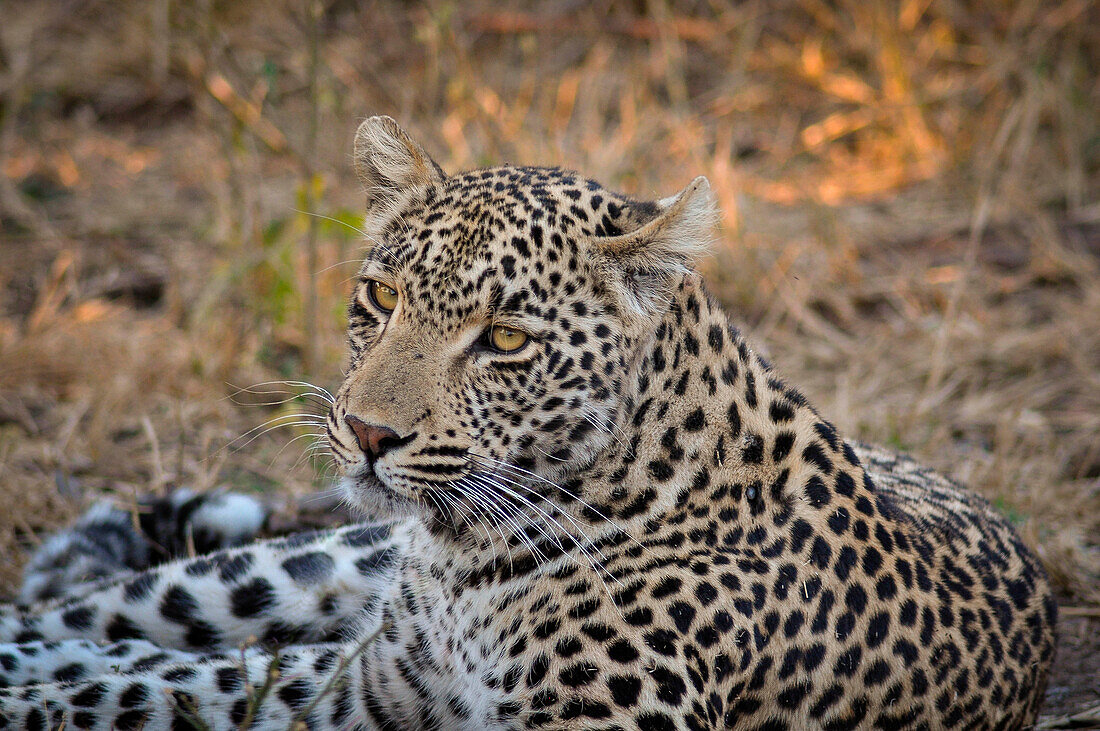 South Africa, Kruger NP, Leopard at sunset