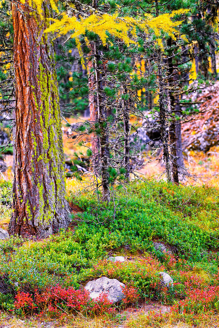 Colorful detail in the forest, Roseg Valley, Engadin, Graubunden, Switzerland