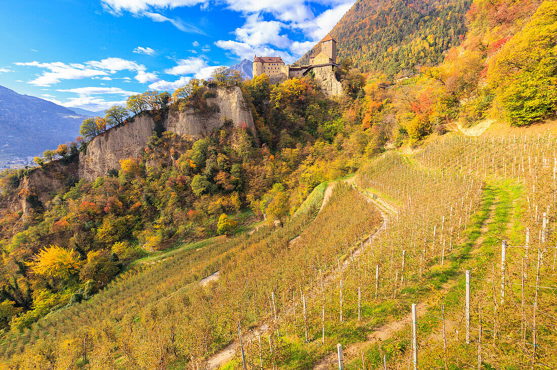 Tirolo Castle during autumn with apple orchards in the foreground, Merano, Sudtirol, Italy