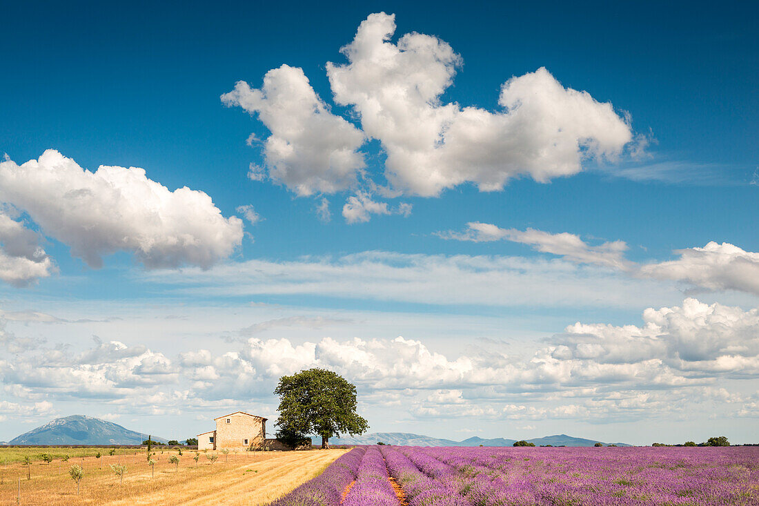 Lavender field, Valensole Plateau, Provence, France