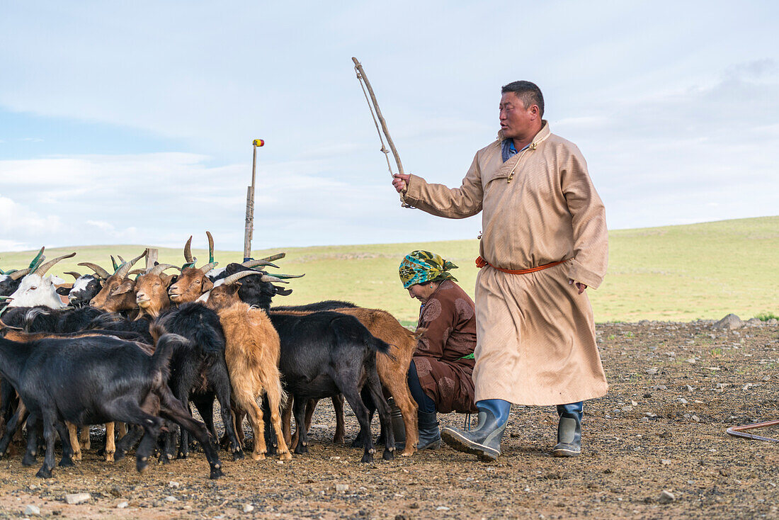Mongolian nomadic man and woman working with goat livestock, Middle Gobi province, Mongolia