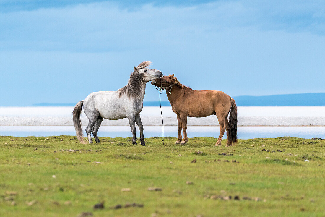 Two horses playing on the shores of Hovsgol Lake. Hovsgol province, Mongolia.