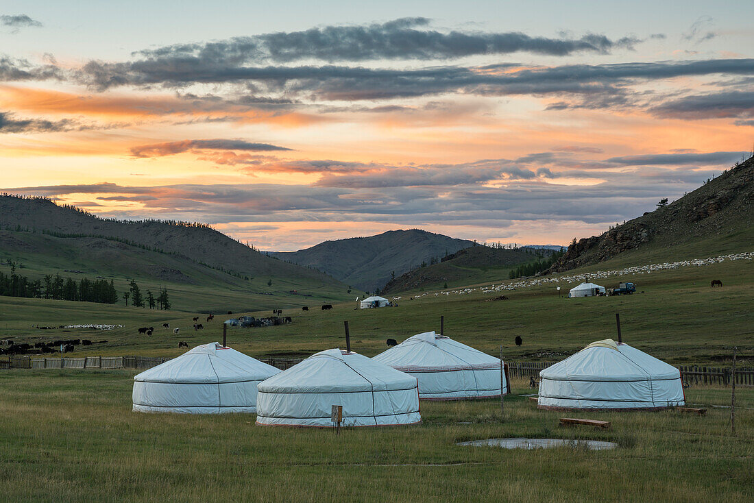 Nomadic gers and livestock in the background at sunset. Burentogtokh district, Hovsgol province, Mongolia.