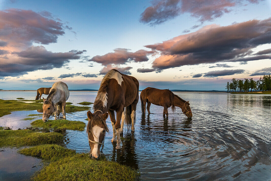 Horses grazing and drinking water from Hovsgol Lake at sunset, Hovsgol province, Mongolia