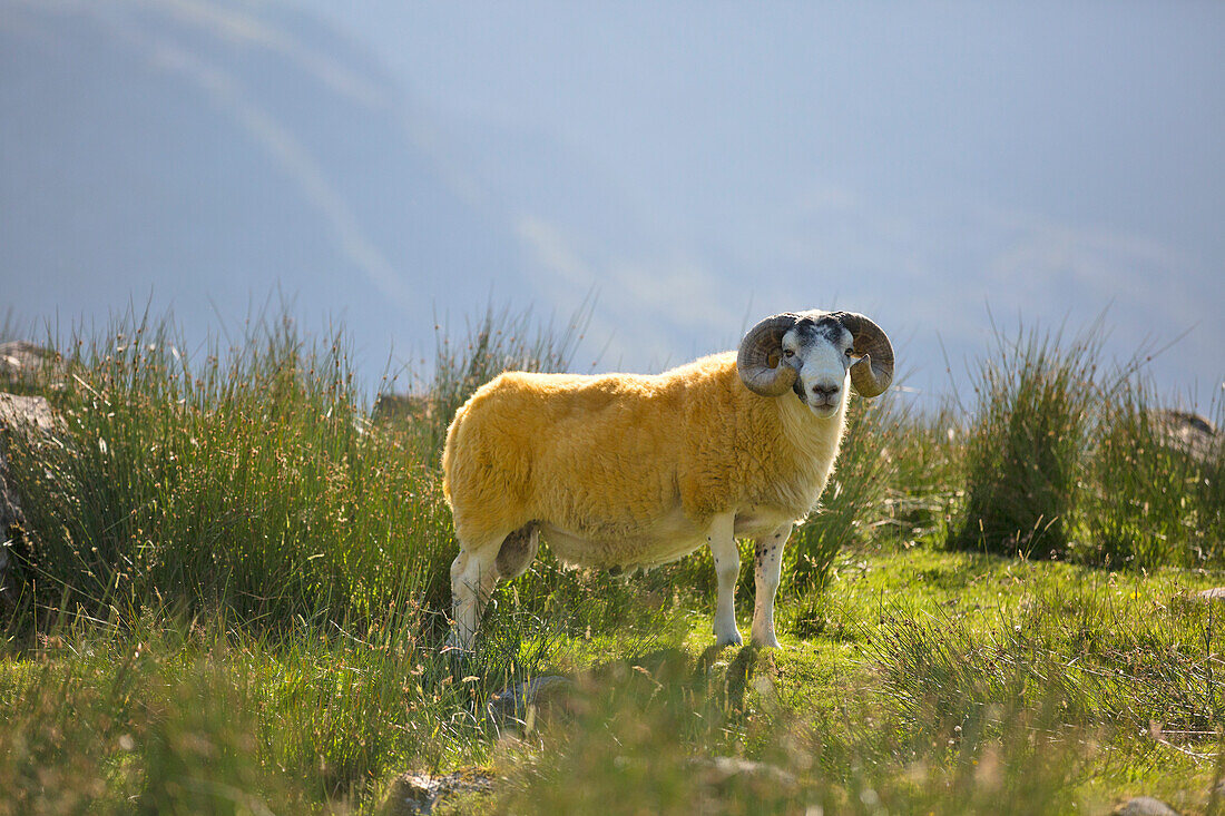 close up of a yellow sheep, Isle of Harris, western scotland,United Kingdom