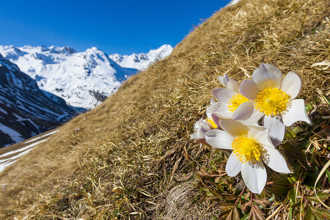 Spring flowering at Stelvio pass - Valtellina - Lombardy