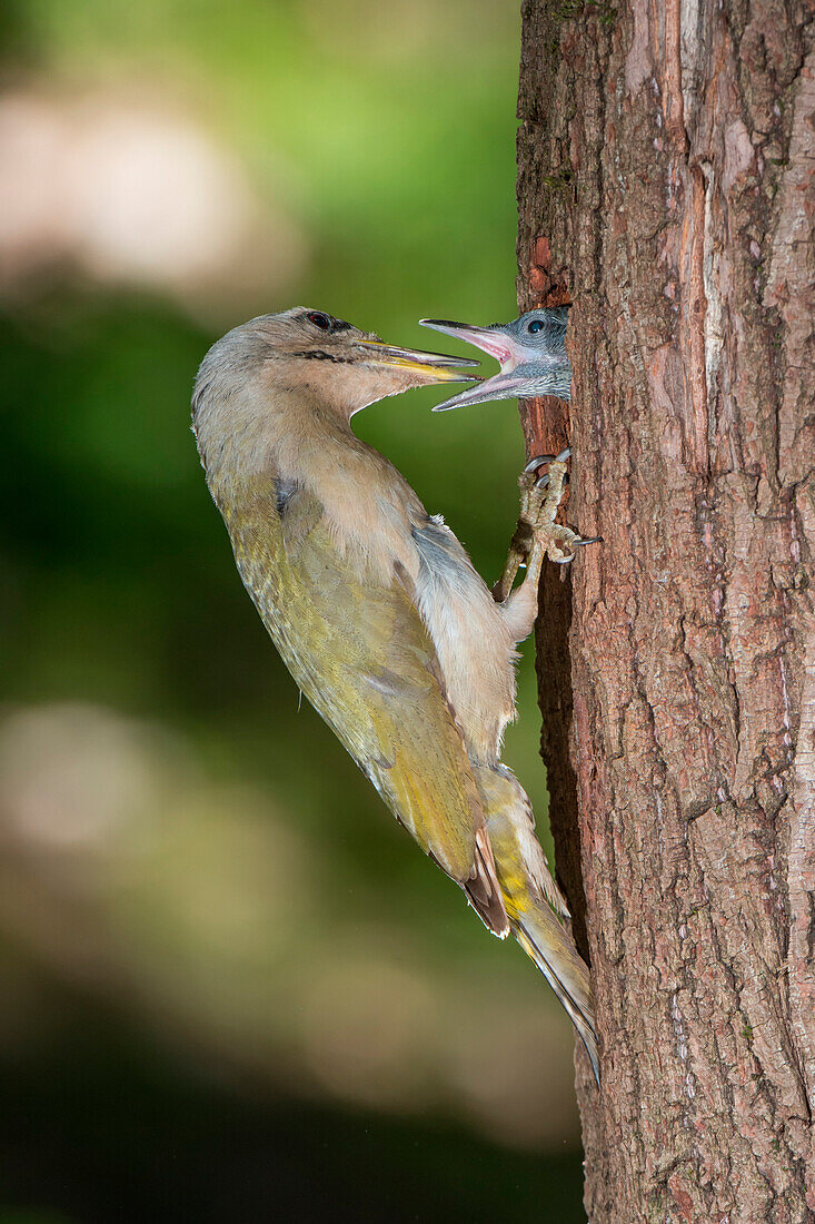 The grey-headed woodpecker feeds its young, Trentino Alto-Adige, Italy