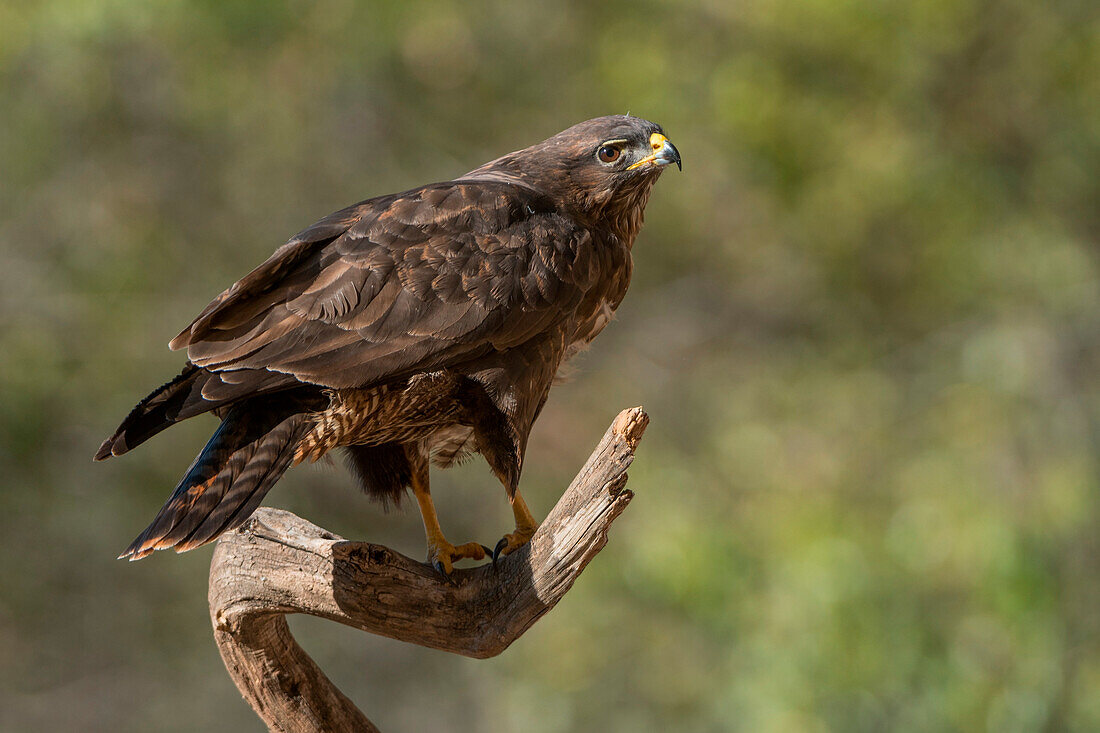 Common buzzard on branch, Trentino Alto-Adige, Italy