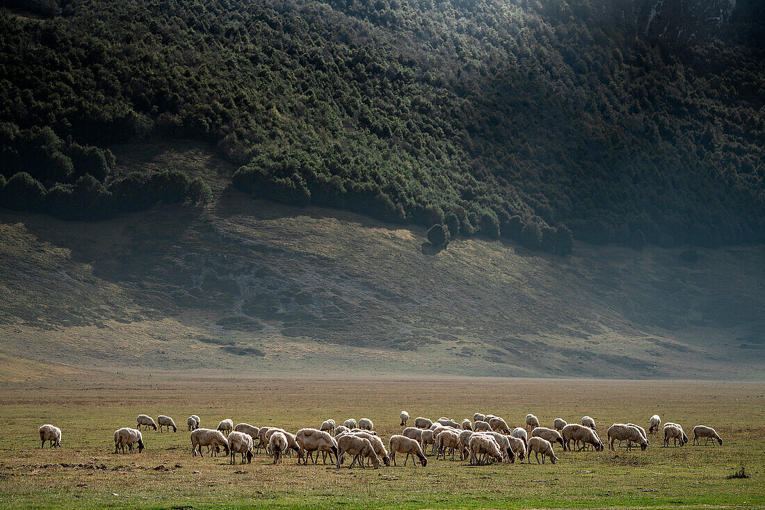 Flock of sheeps grazing, Campo Imperatore, L'Aquila province, Abruzzo, Italy, Europe