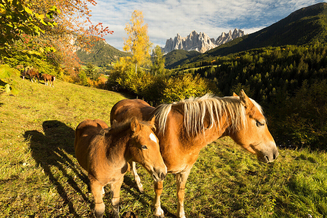 a beautiful couple of wild horses in Villnössertal with the Geisler Group in the background, Bolzano province, South Tyrol, Trentino Alto Adige, Italy