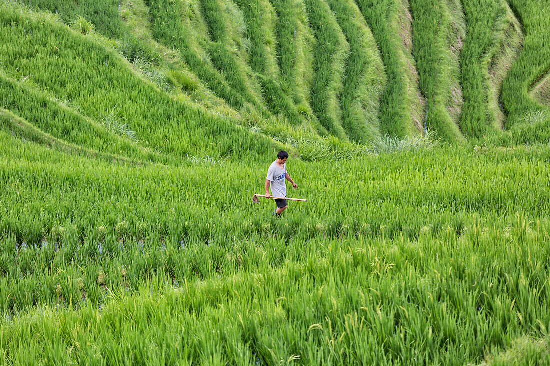 Asia,Asian,China,Guilin,Longsheng,Rice terrace