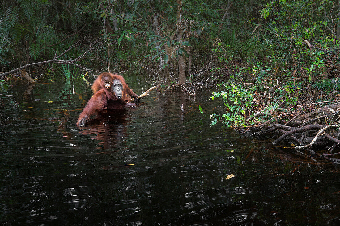 Bornean orangutan (pongo abelii) in Tanjung Puting river, Tanjung Puting National Park,Southern Kalimantan; Kalimantan, Indonesia
