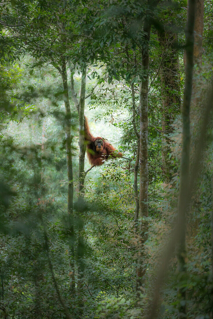 Sumatran orangutan high up on a tree in the primary forest in Gunung Leuser National Park, Northern Sumatra.