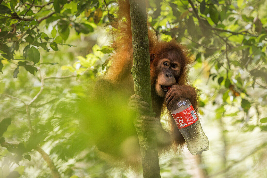 Sumatran orangutan drinking from a bottle of coke in Gunung Leuser National Park, Northern Sumatra.