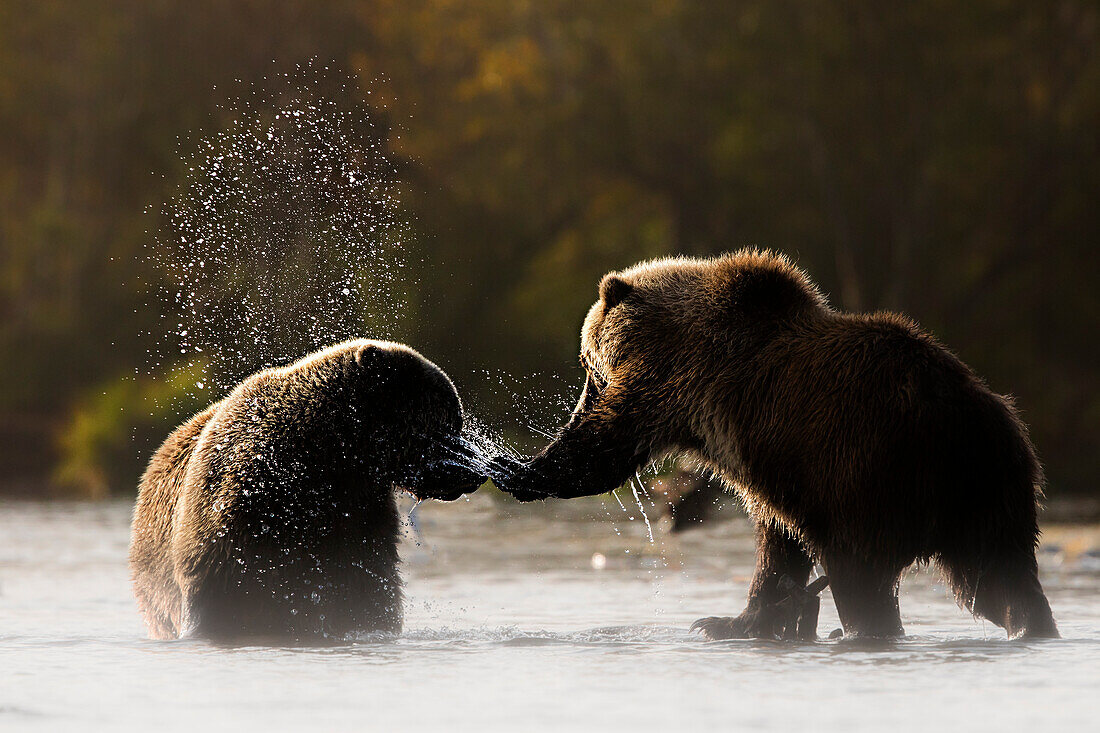 Brown bears (Ursus arctos alascensis), Brooks River, Katmai National Park and Preserve, alaska peninsula, western Alaska, United States of America