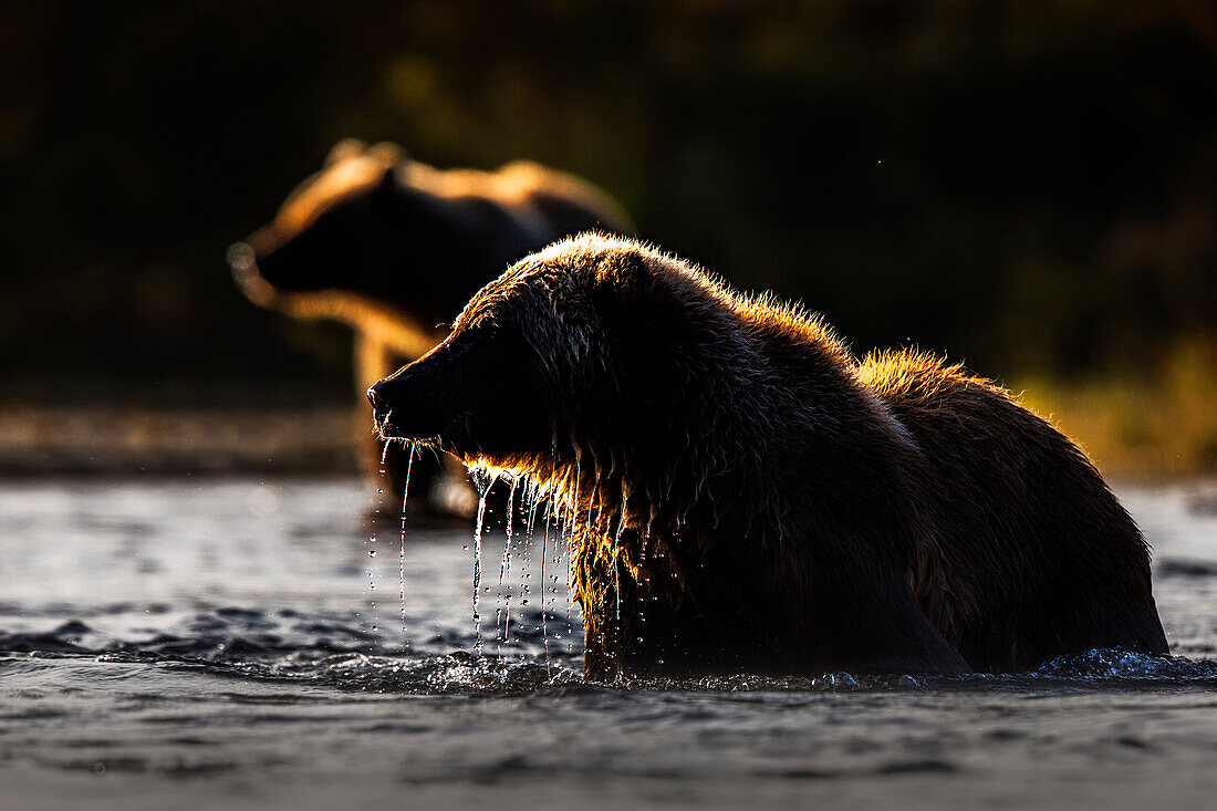 Brown bears (Ursus arctos alascensis), Brooks River, Katmai National Park and Preserve, alaska peninsula, western Alaska, United States of America
