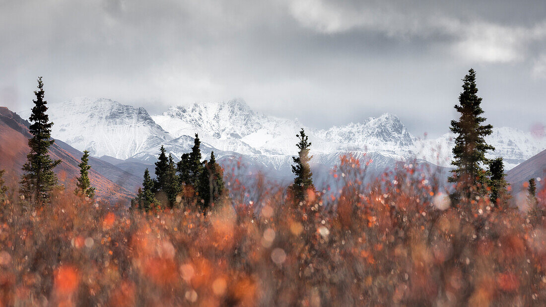 Denali National Park, Alaska, United States of America ( USA ), North America