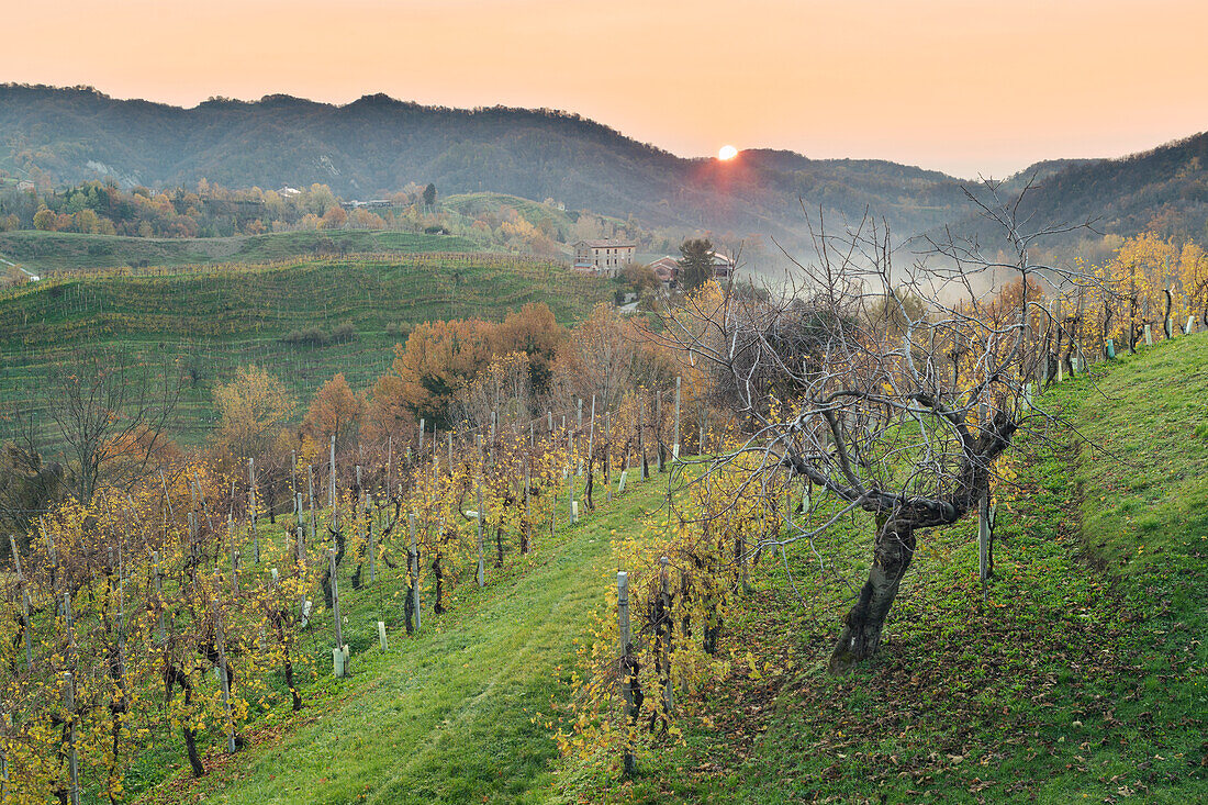 Vineyards in autumn near Rolle, Cison di Valmarino, Treviso, Veneto, Italy