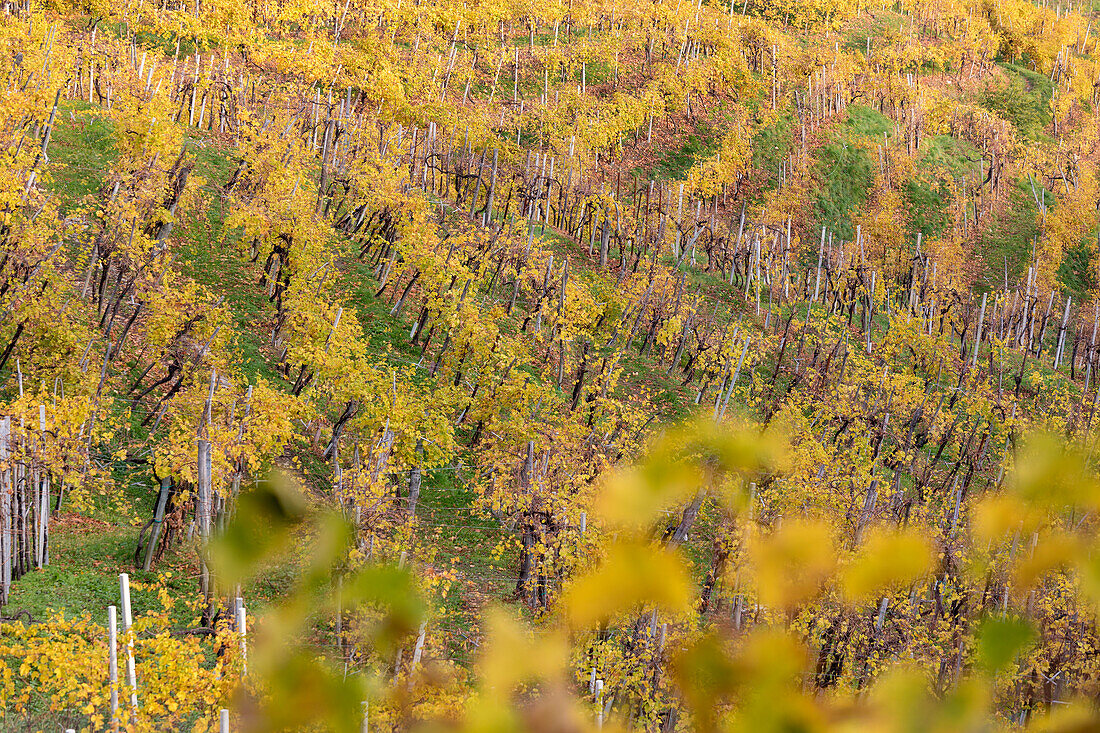 vineyards of prosecco wine in autumn, road of wine, valdobbiadene, treviso, veneto, italy