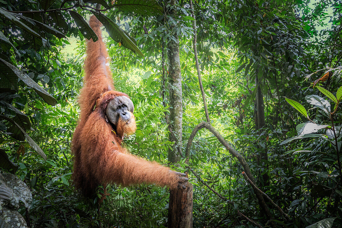 Sumatran orangutan, Pongo Abelii, Gunung Leuser National Park, Sumatra, Indonesia