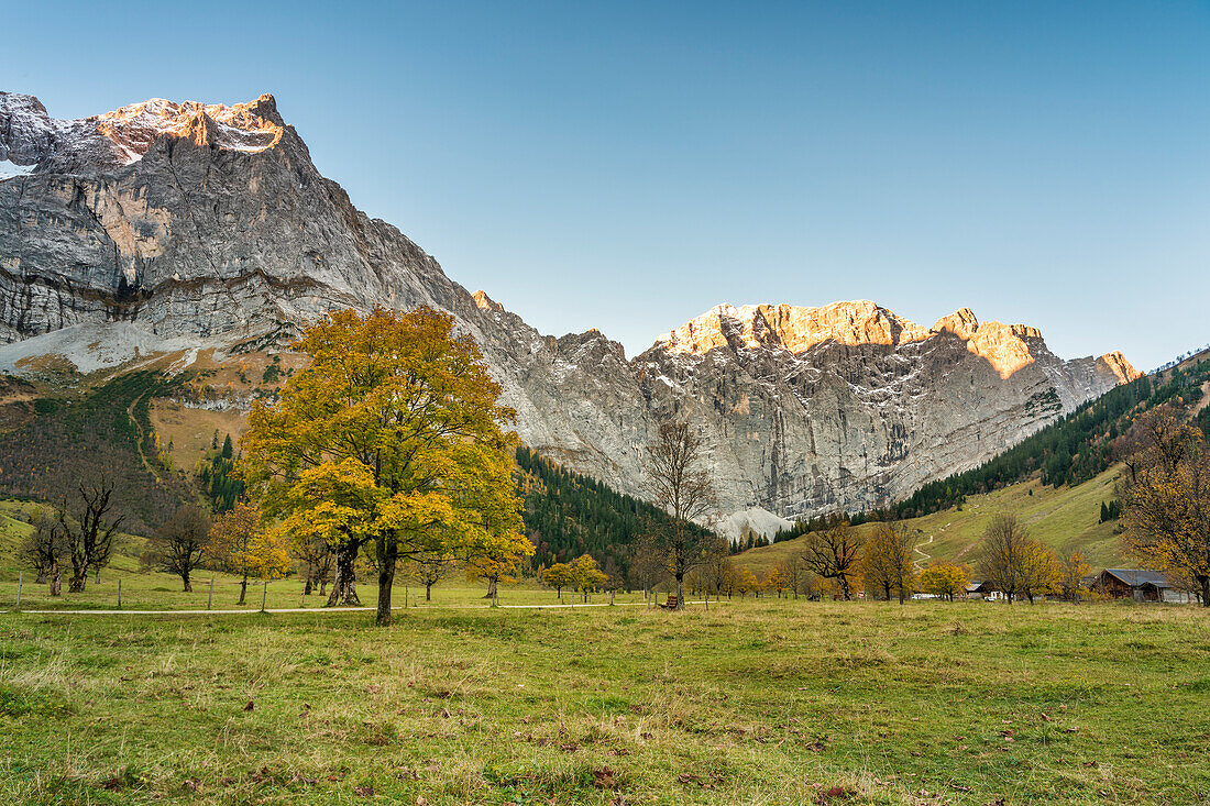 Eng, Riss Valley, Vomp, Schwaz district, Tyrol, Austria, Europe, Sycamore maple in autumn colors at sunrise with the Mount Spritzkar and Mount Grubenkar