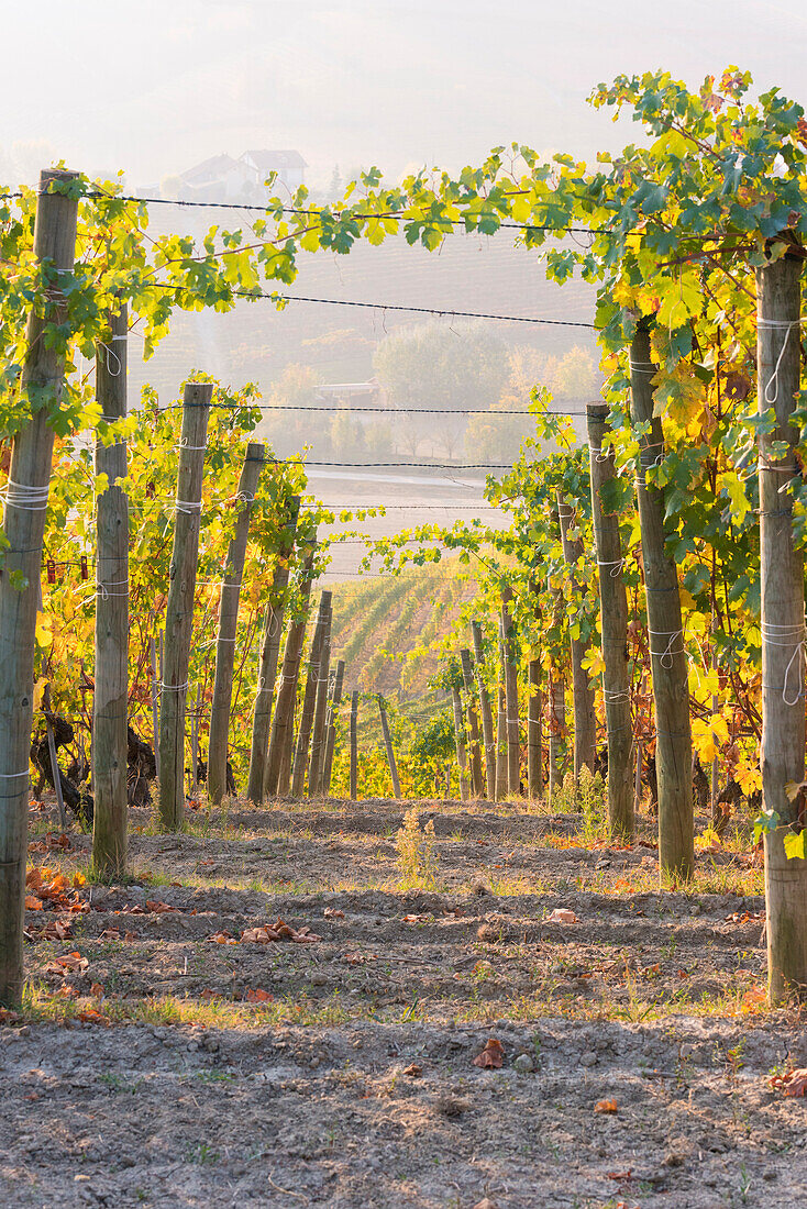 Barolo,Cuneo Province,Piedmont,Italy