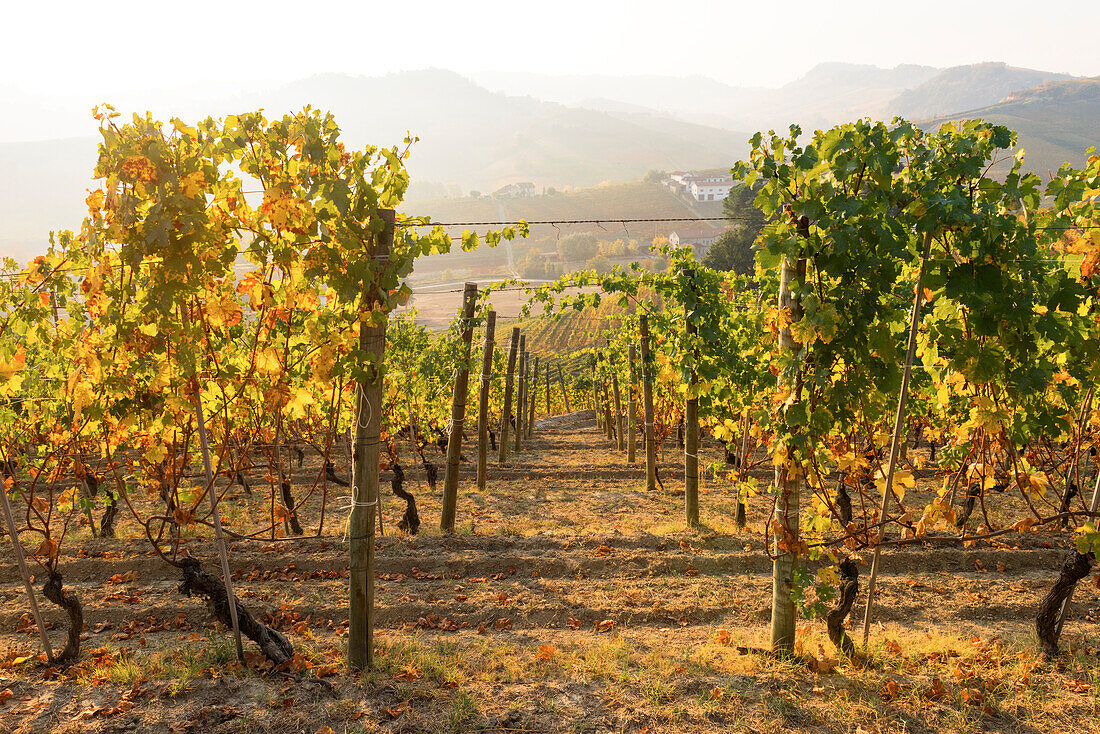 Barolo,Cuneo Province,Piedmont,Italy