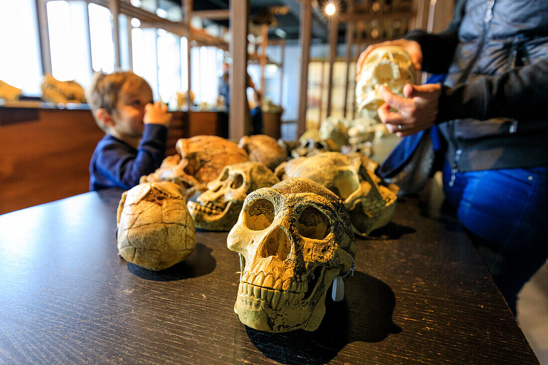 Skulls on table, Zoological Museum, University of Copenhagen, Denmark